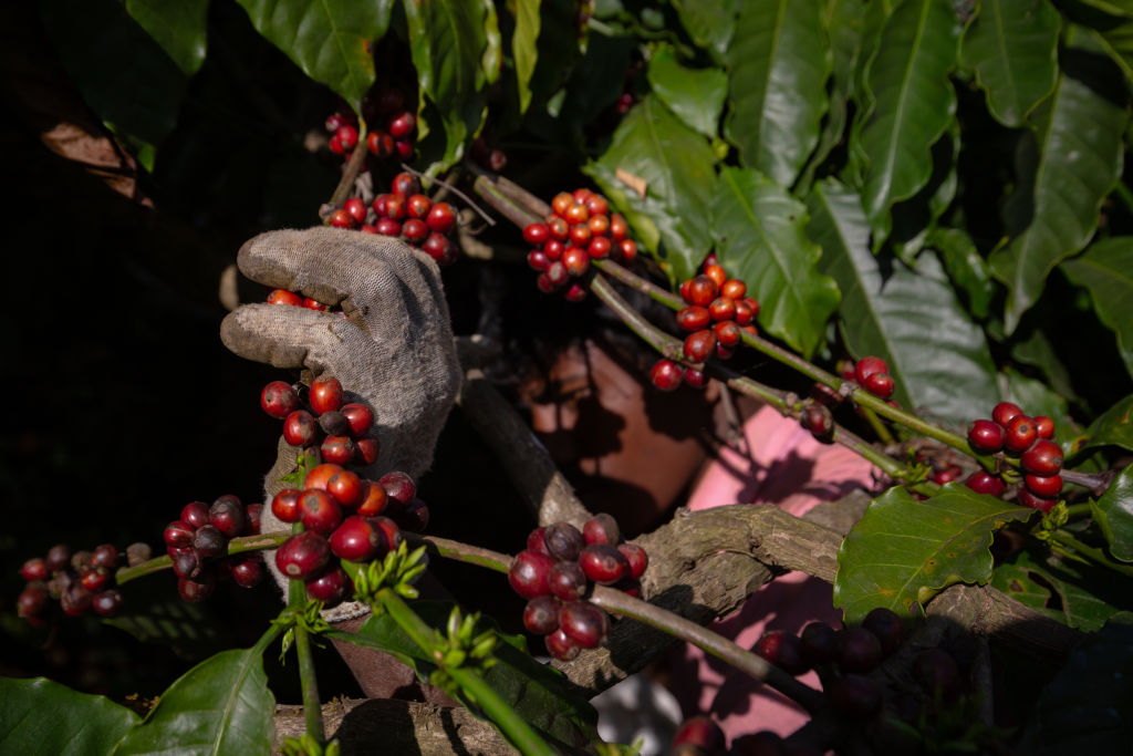 Cultivando la resiliencia en los cultivos de café: una innovadora investigación genética defiende contra enfermedades históricas de las plantas