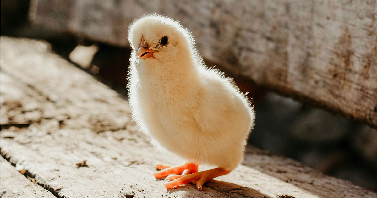 Proyectos de ley de protección animal presentados en el Congreso Nacional de Brasil