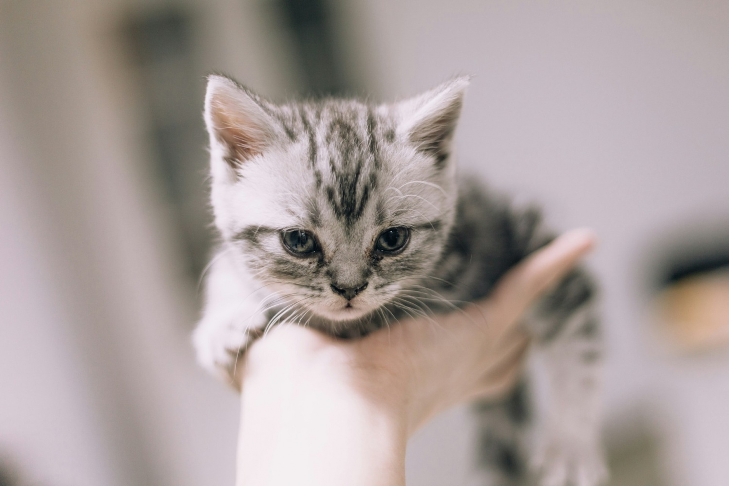 500.000 gatos domésticos en todo el país corren el riesgo de sufrir reacciones adversas a los medicamentos parasitarios [Study]