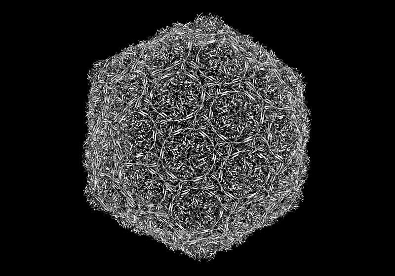 Los virus virtuales revelan una dinámica genómica compleja