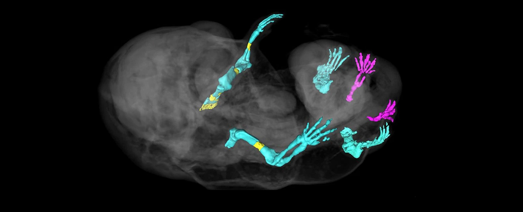 Los científicos accidentalmente hicieron que a un ratón le crecieran patas en lugar de genitales: ScienceAlert