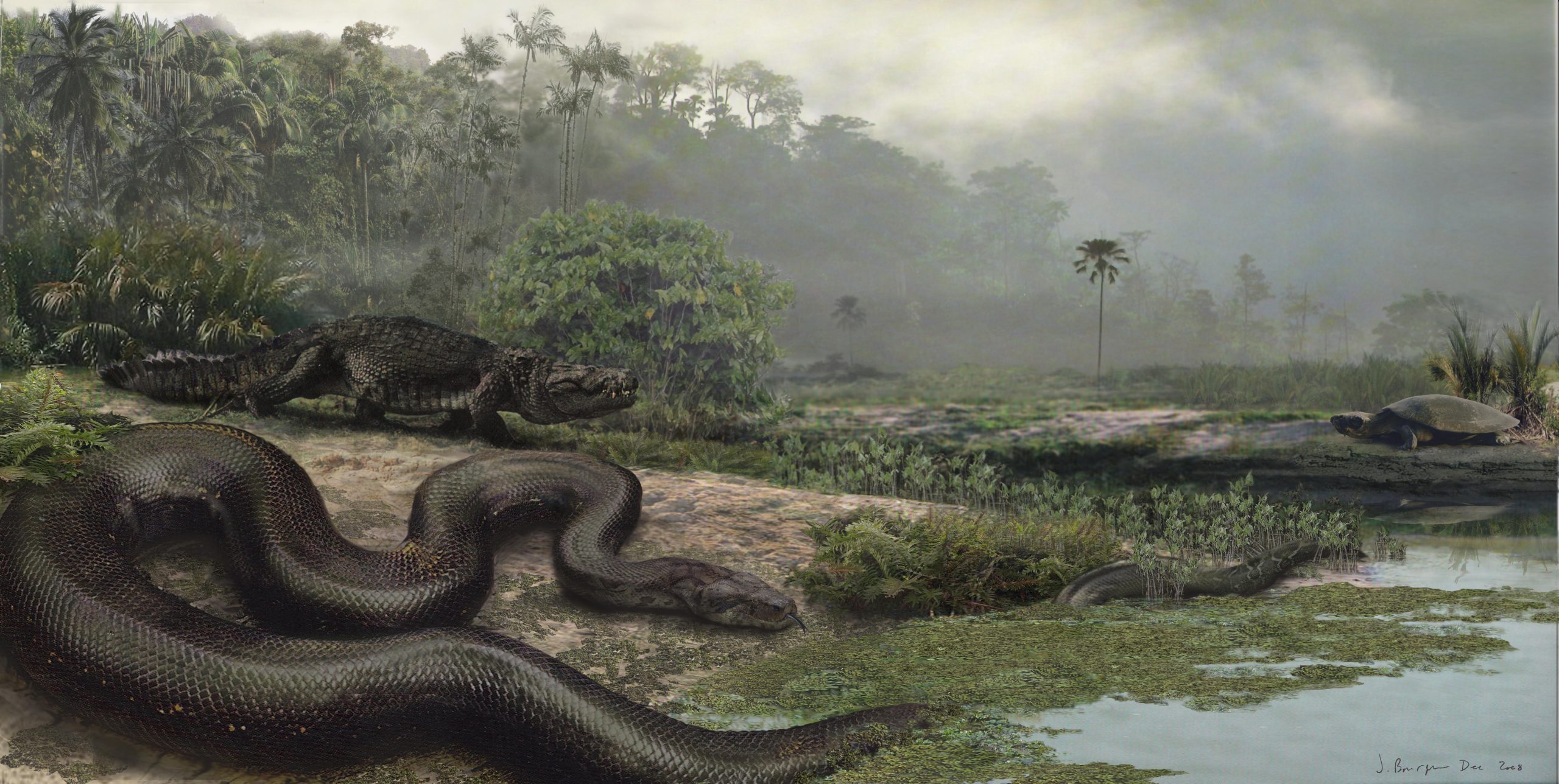 Deslízate a un lado, Titanoboa, esta antigua serpiente también era de 50 pies