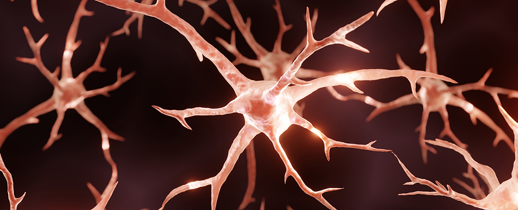 La dieta cetogénica puede ralentizar el Alzheimer, según revela un estudio con ratones: ScienceAlert