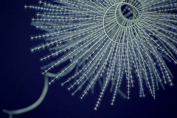 Los animales que brillan en la oscuridad pueden haber existido durante 540 millones de años