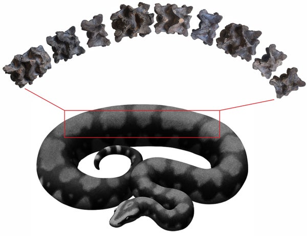 Esta serpiente de casi 50 pies fue una de las más grandes en deslizarse por la Tierra