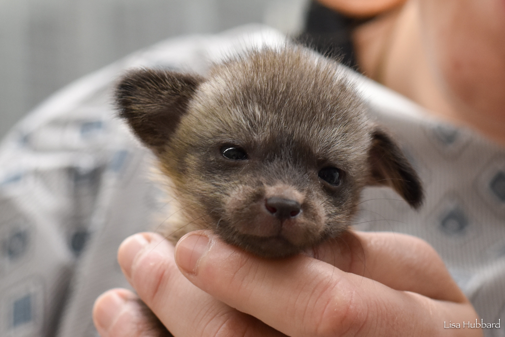 Conozca a los miembros más nuevos de la familia del zoológico de Cincinnati durante el mes de los bebés del zoológico