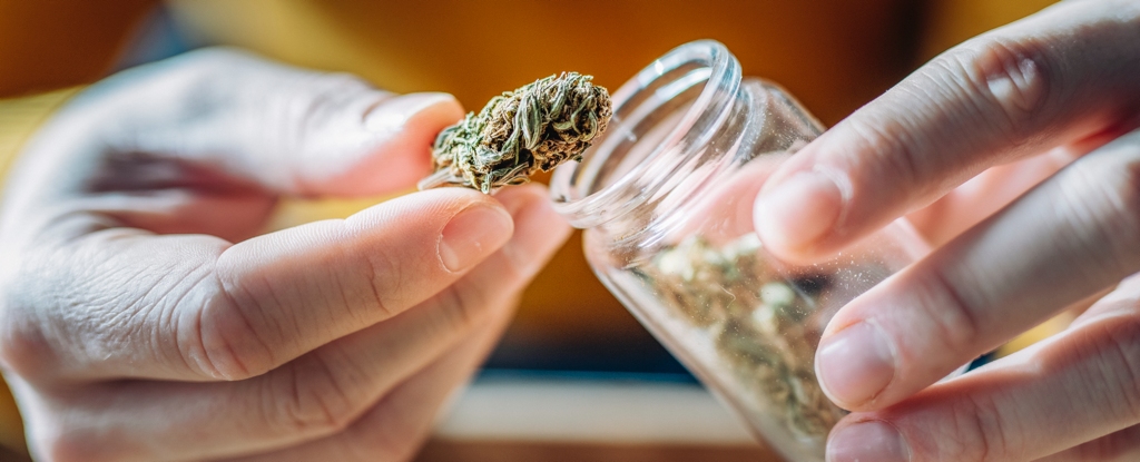 Los resultados de laboratorio muestran que su cannabis puede ser increíble, y no en el buen sentido: ScienceAlert