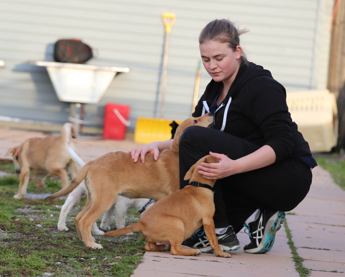Funciones clave de enriquecimiento del centro animal SPCA de Ontario