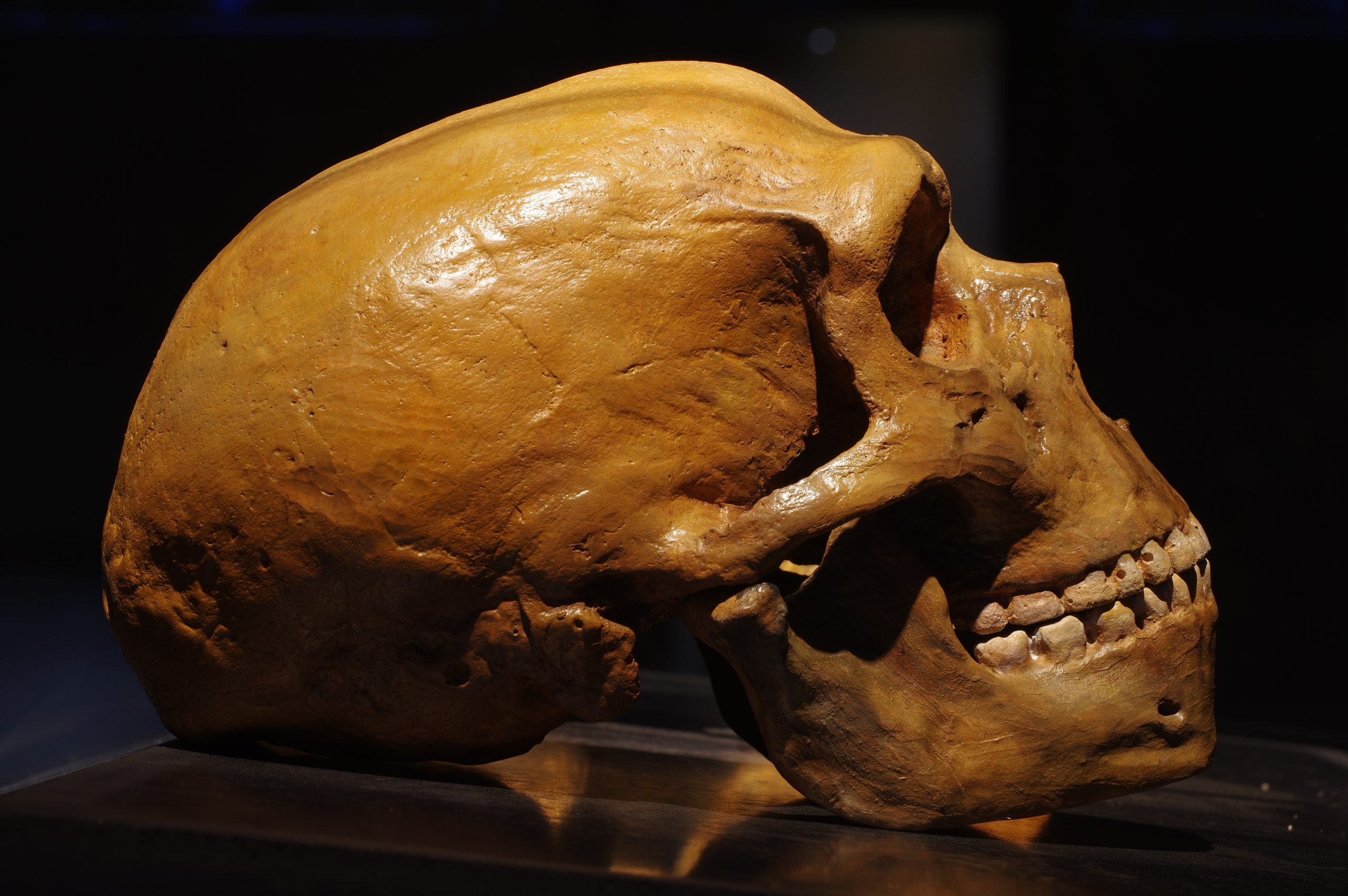 Los neandertales probablemente recurrieron al canibalismo y se alimentaban de sus compañeros