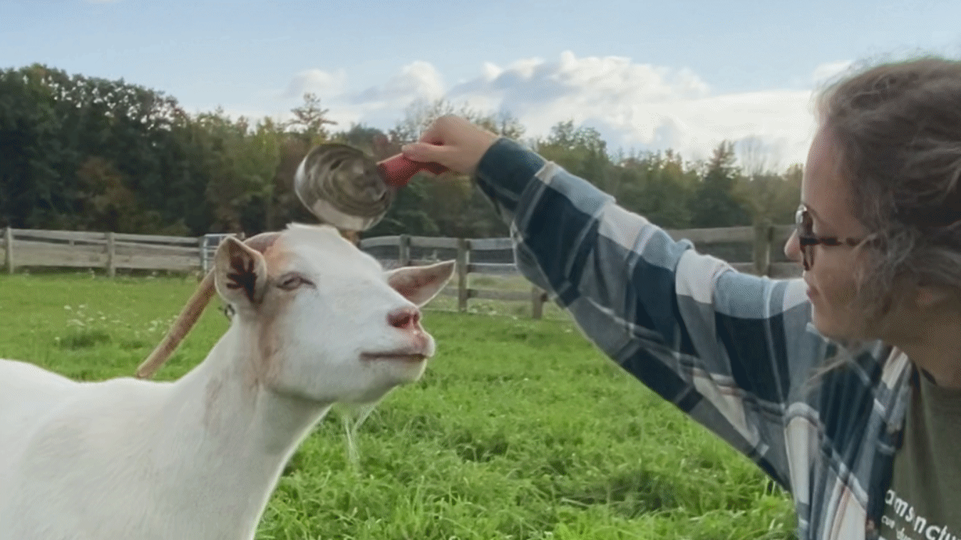 ¿Los animales de granja realmente necesitan enriquecimiento?  Sí, y este es el motivo.