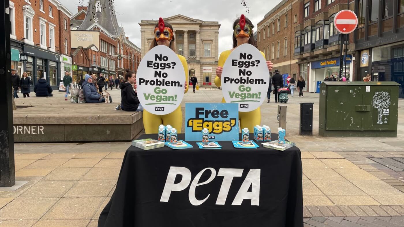 El brote de gripe aviar de 2024 genera advertencia de PETA