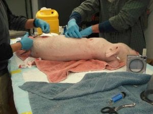 Ni siquiera una aspirina: PETA insta a poner fin a los estudios sobre el dolor no aliviado en la Universidad de Utah