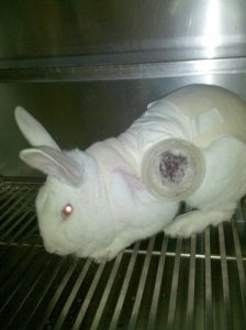 Ni siquiera una aspirina: PETA insta a los NIH a dejar de financiar el dolor