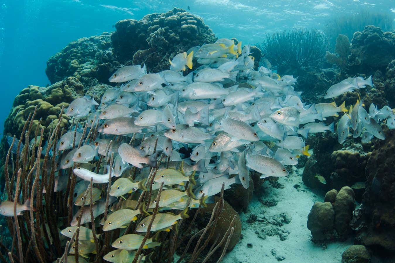 Las áreas marinas protegidas no están ayudando a recuperar las poblaciones de peces