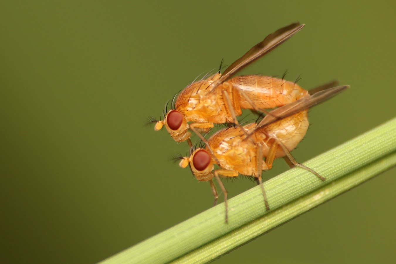 La contaminación del aire puede hacer que los insectos se apareen con las especies equivocadas