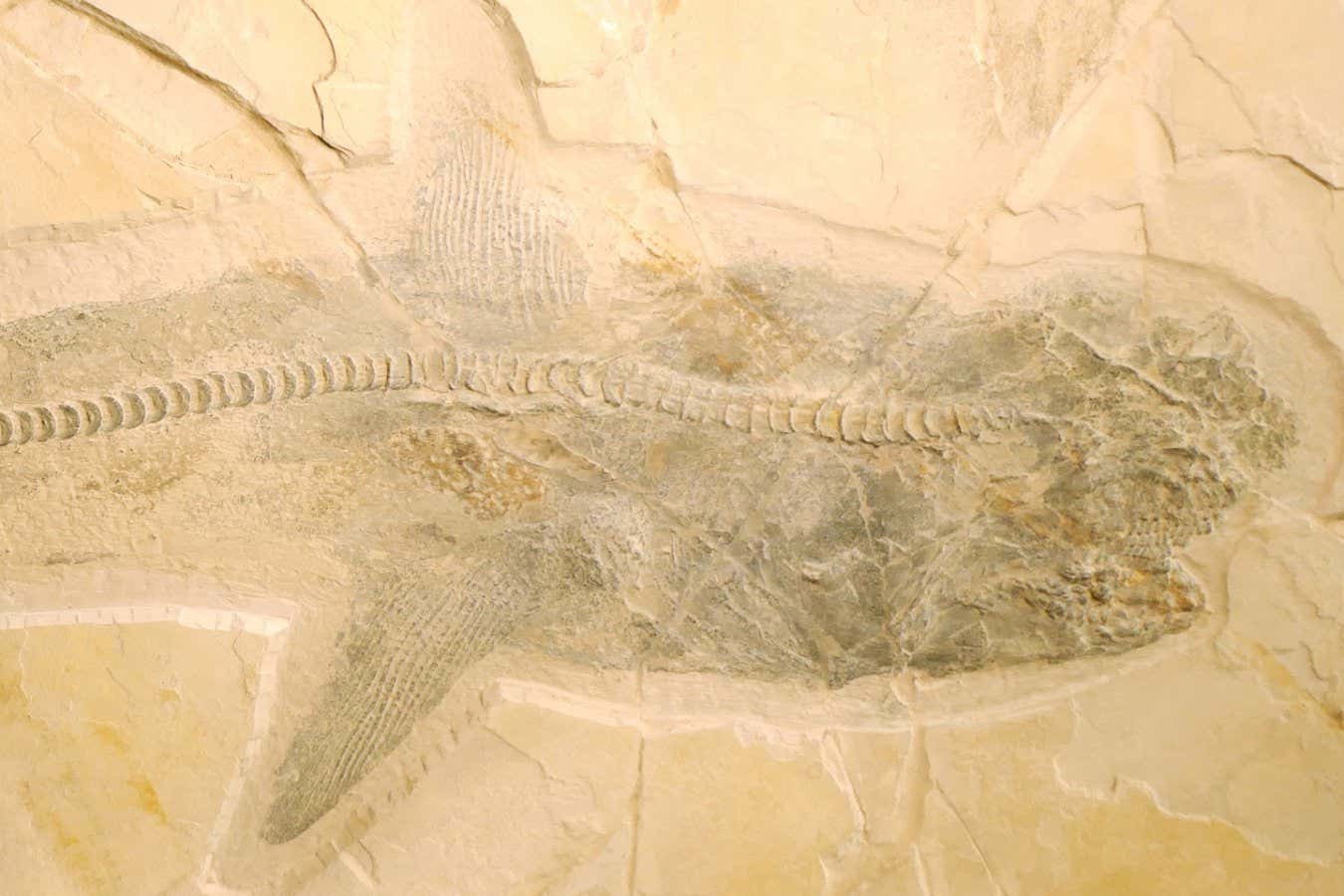 Exquisitos fósiles de tiburón del Cretácico resuelven el misterio de cómo cazaba