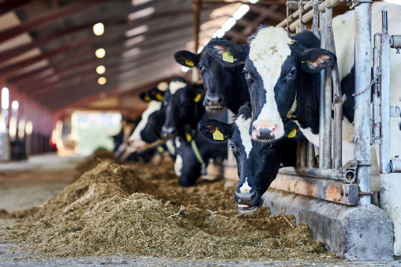 Cómo se prepara Estados Unidos para una posible pandemia de gripe aviar