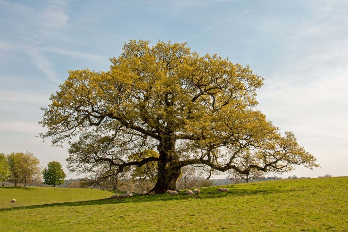 Los robles ingleses pueden resistir el calentamiento, pero otros árboles tendrán dificultades