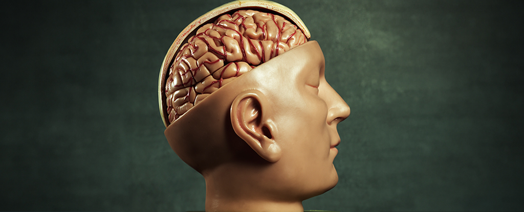 ¿Alguna vez quisiste un trasplante de cerebro?  Estos son los desafíos que enfrentamos.  : Alerta científica