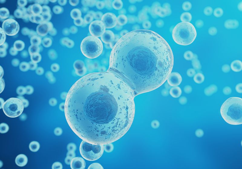 Las células hermanas revelan el destino del cáncer