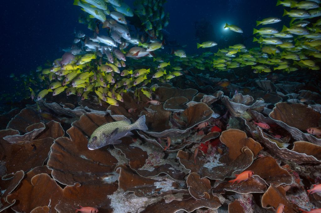 Los corales antiguos que vivieron hace 540 millones de años podrían ser los primeros en brillar en la oscuridad
