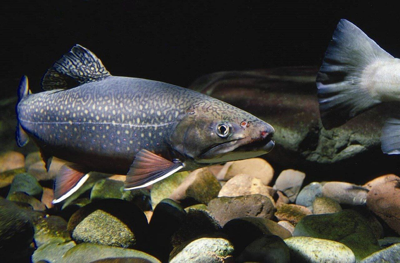 ¿Qué es un lanzamiento de salmonete?  5 cosas para tirar en lugar de pescado