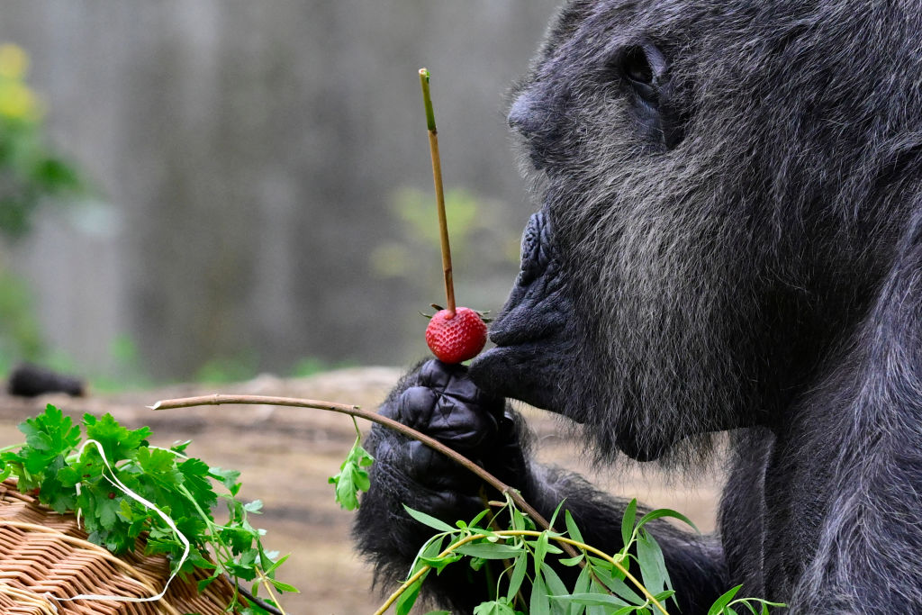 Actividad cerebral durante la búsqueda de alimento explorada en un nuevo estudio que ofrece información sobre los procesos de toma de decisiones de los animales