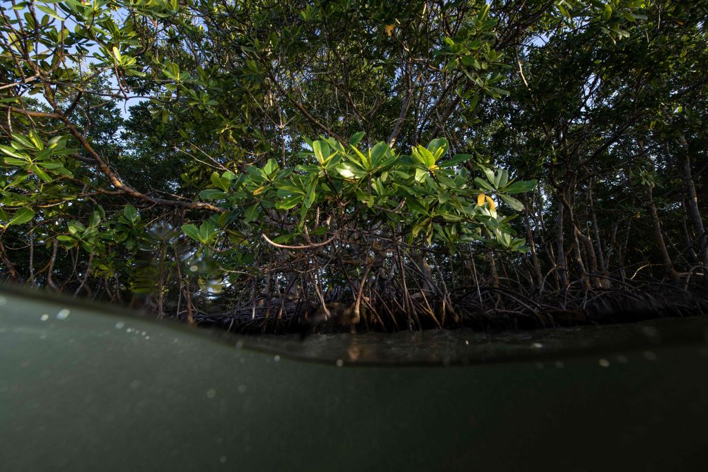 Cientos de especies descubiertas en bosques de manglares en Camboya