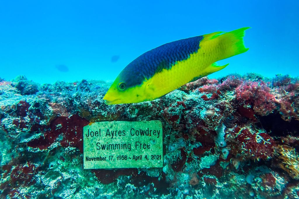 50 nuevas especies de aguas profundas encontradas en la remota montaña submarina de la cresta Salas y Gómez