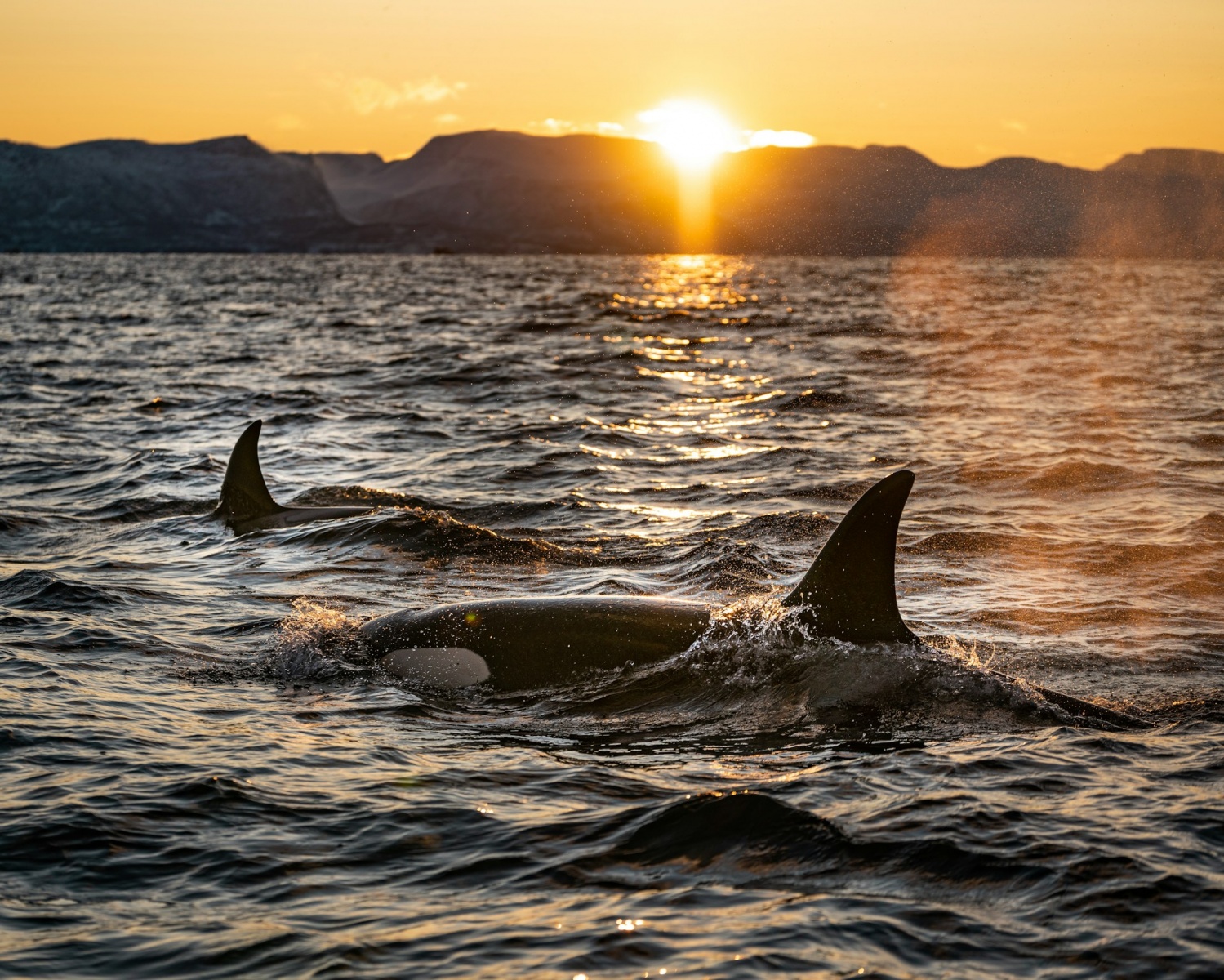 Alerta de extinción de orcas: un nuevo estudio advierte una disminución de la población de orcas desde Alaska hasta California