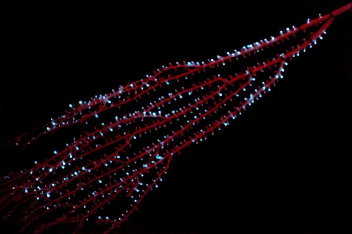 La bioluminiscencia evolucionó por primera vez en invertebrados hace unos 540 millones de años