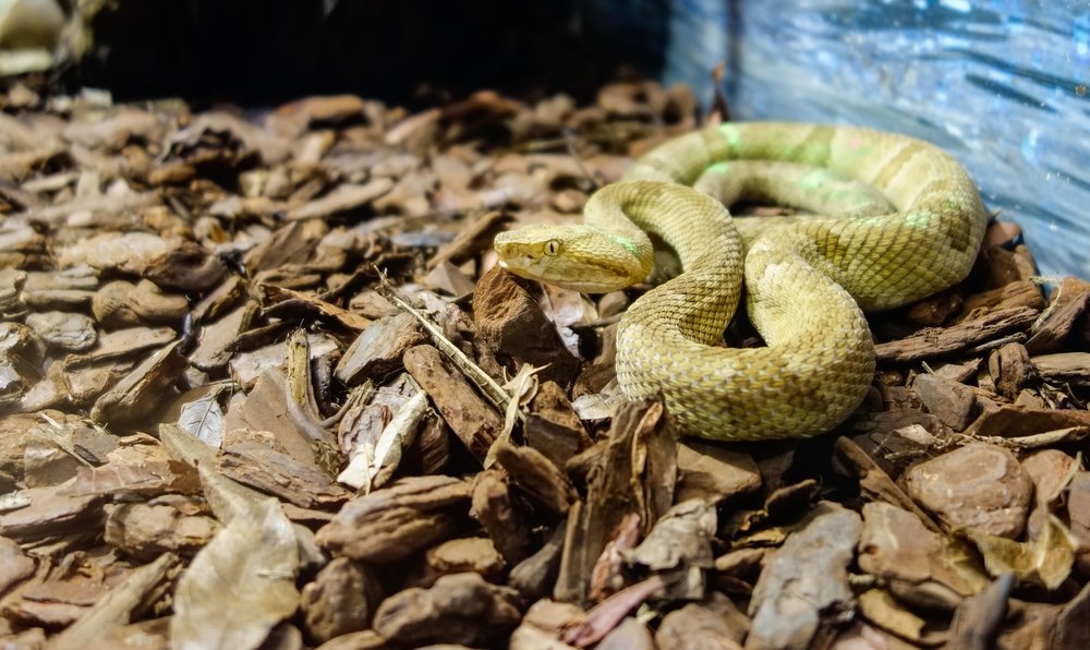 Serpiente liberada en Rincón de la Victoria « Euro Semanal Noticias