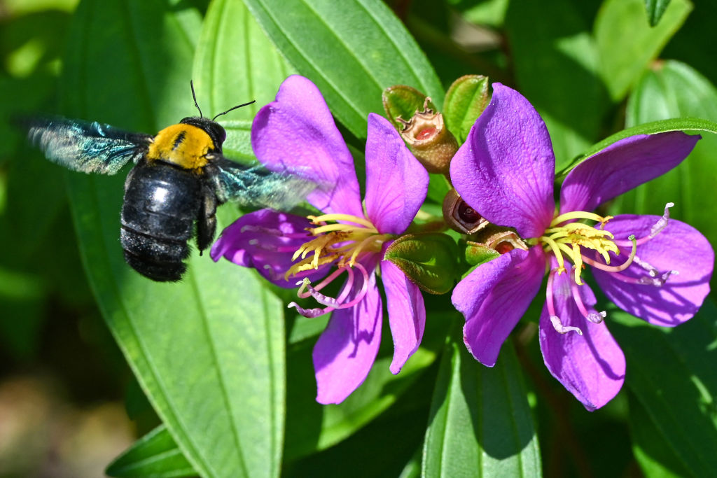 Las abejas de las orquídeas corren riesgo de extinción: un estudio advierte sobre la pérdida de hábitat en el ecosistema amazónico