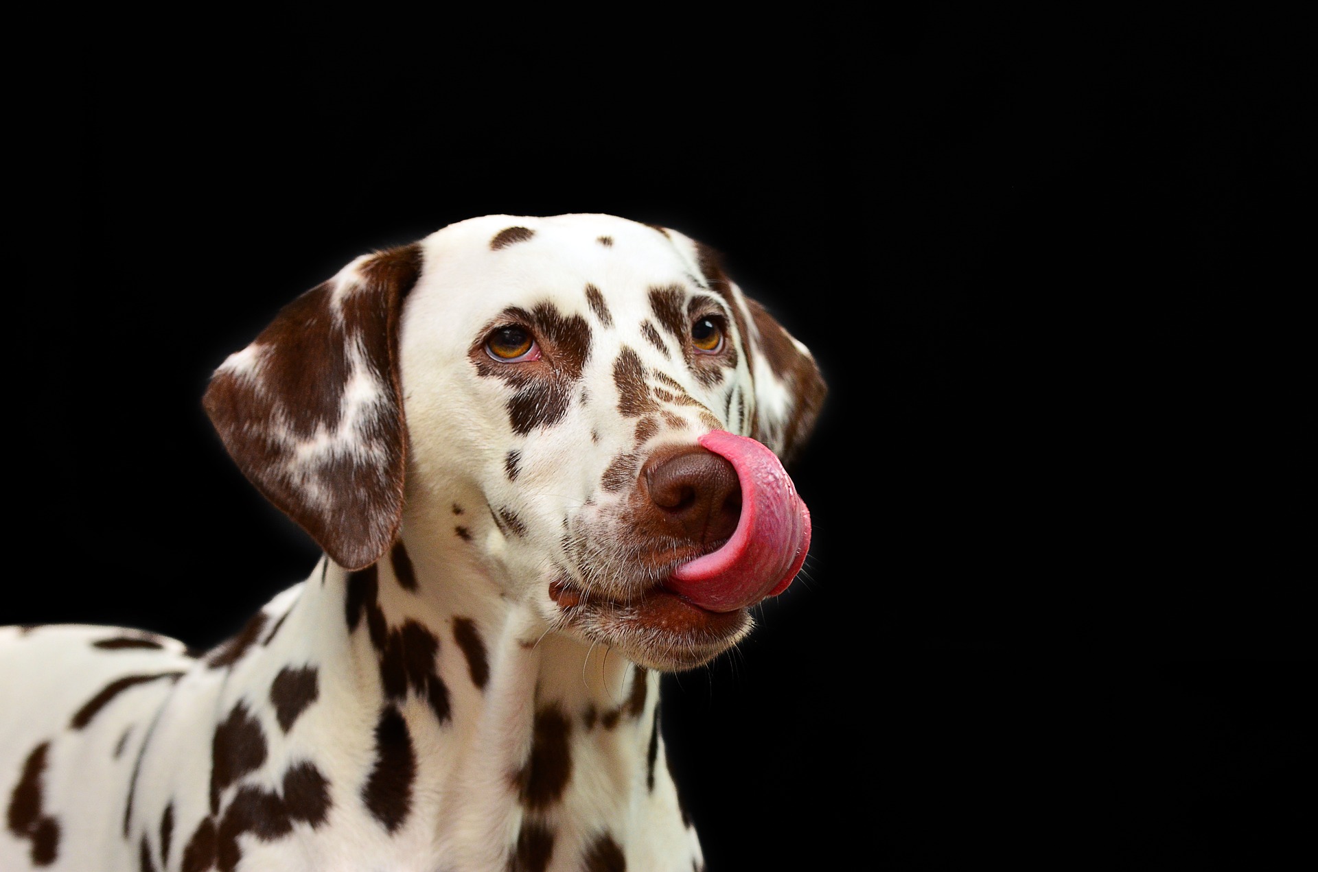 Explicación de las nuevas leyes sobre mascotas y el DNI de animales en España ⋆ Madrid Metropolitan