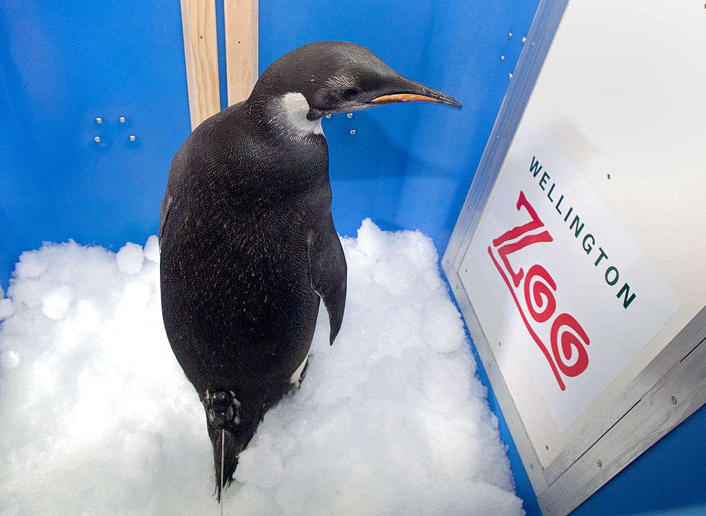 Los pingüinos emperador se enfrentan a una dura realidad: el derretimiento del hielo provoca una mortalidad récord de polluelos