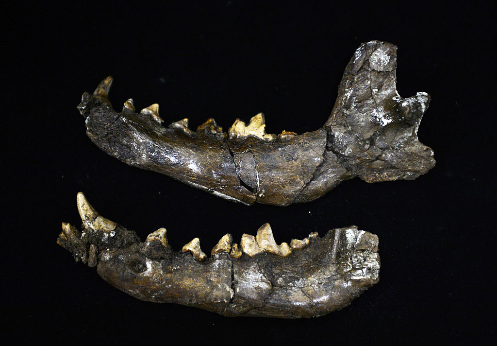 Los gatos con dientes de sable retuvieron los dientes de leche para apoyar a los caninos en crecimiento, según un estudio