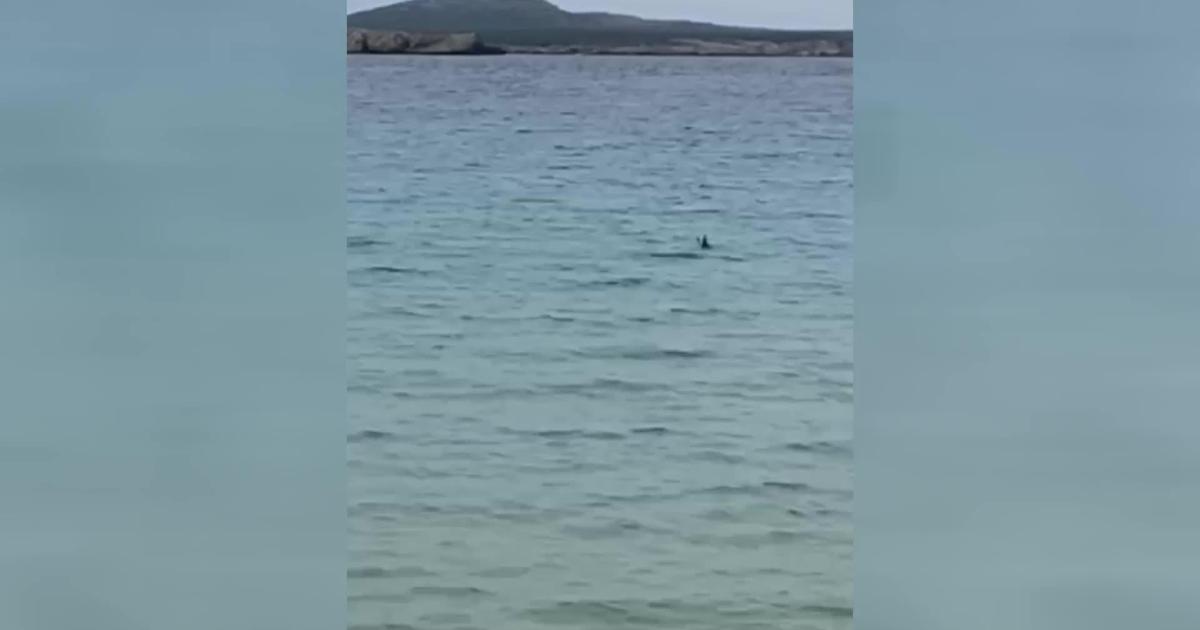 Alerta por tiburón en Baleares y se ordena a los nadadores salir del agua en Menorca
