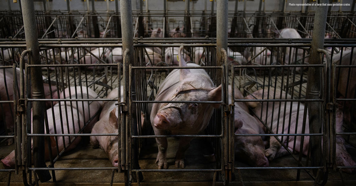 Denny’s se enfrenta a una presión cada vez mayor para eliminar las jaulas para cerdos, informa Reuters