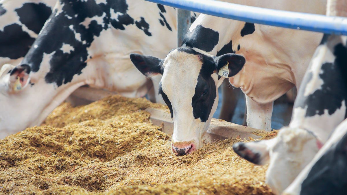 Elanco anuncia que la FDA ha completado la revisión de Bovaer(R), el primer ingrediente alimentario reductor de metano de su clase, para la industria láctea de EE. UU.