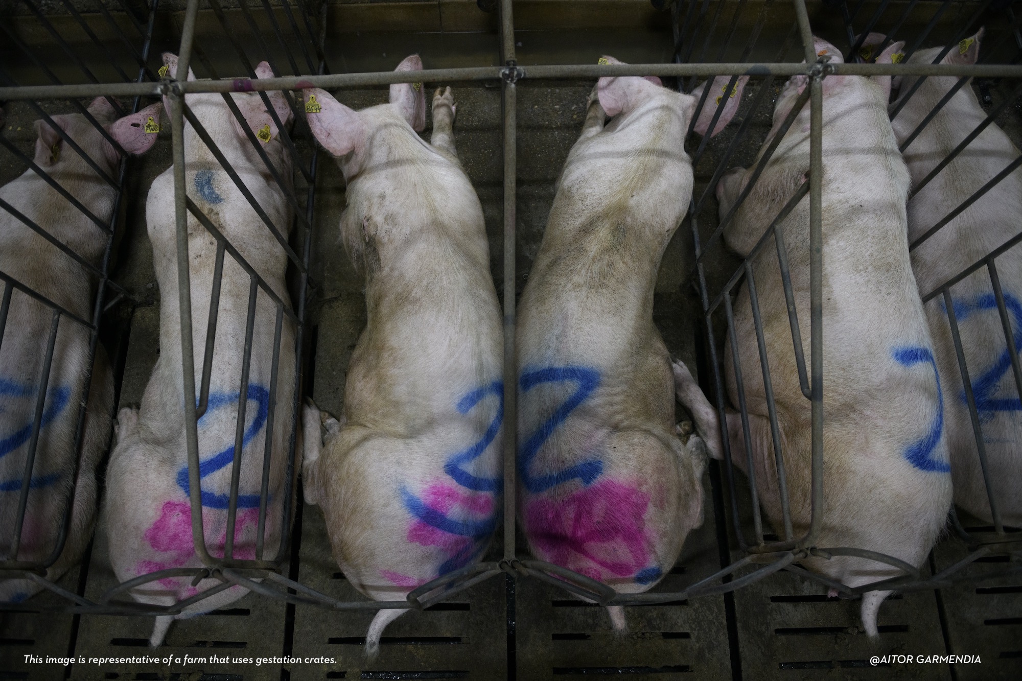 La dirección de Denny’s confrontada por el escándalo de crueldad animal
