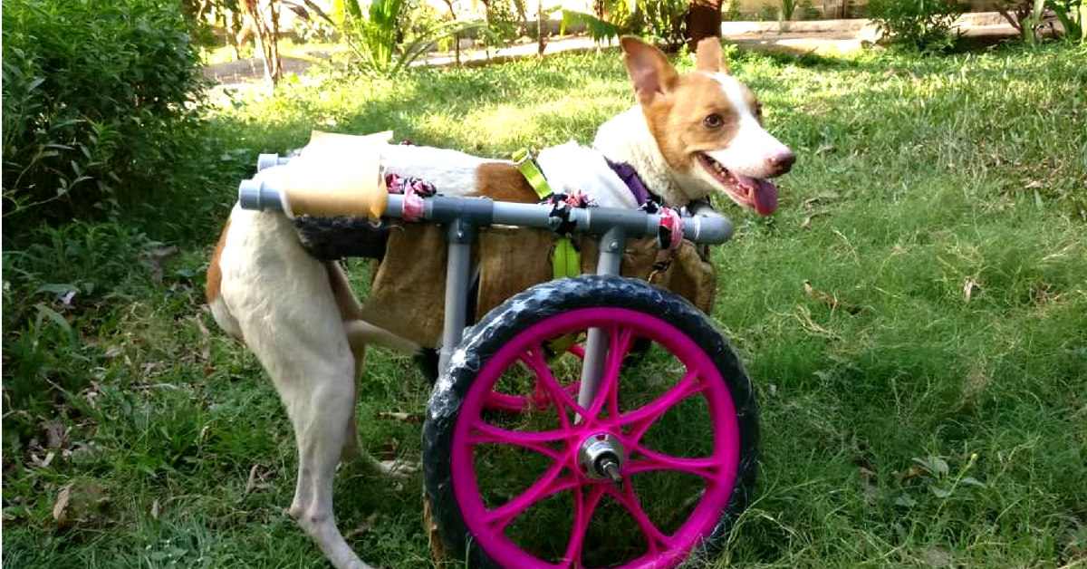 Encontrado sangrando en las vías del tren, un perro de Mumbai demuestra que suceden milagros
