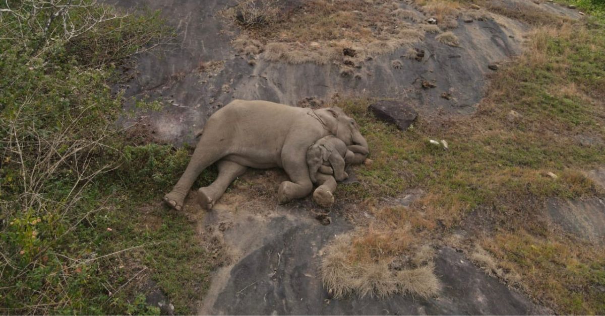 Los forestales reúnen a la cría de elefante perdida con su madre y ganan Internet con la foto más conmovedora