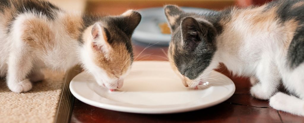 La gripe aviar en la leche cruda de vaca ha matado a gatos de granja por primera vez: ScienceAlert