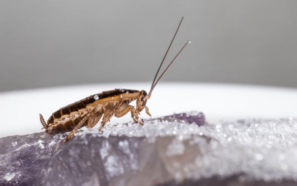 El camino sorprendentemente reciente de la cucaracha hacia la dominación global