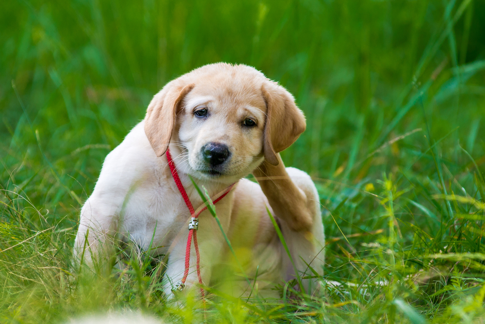 Las mascotas también tienen alergias estacionales, como picazón en las patas y ojos llorosos