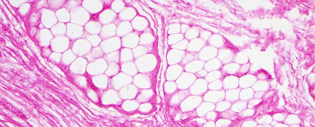Un experimento con ratones descubre un interruptor crucial que descompone la grasa para generar calor: ScienceAlert