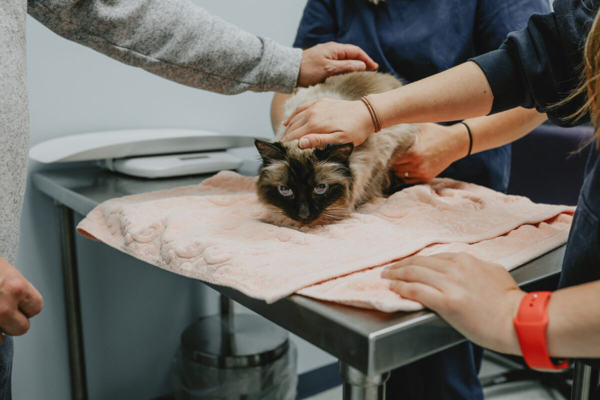 ¡Póngase al día con la Unidad Móvil de Servicios de Bienestar Animal de la SPCA de Ontario!