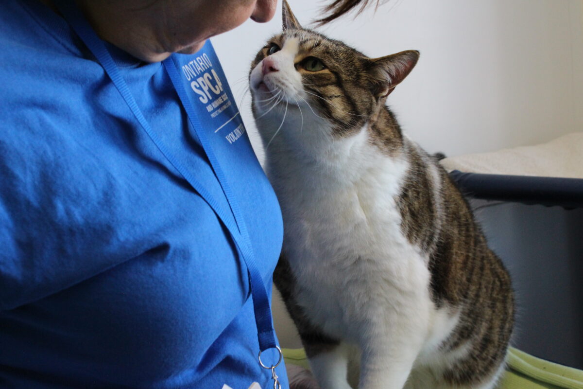 Lo positivo no tiene por qué ser negativo: adoptar y vivir con un gato FIV positivo