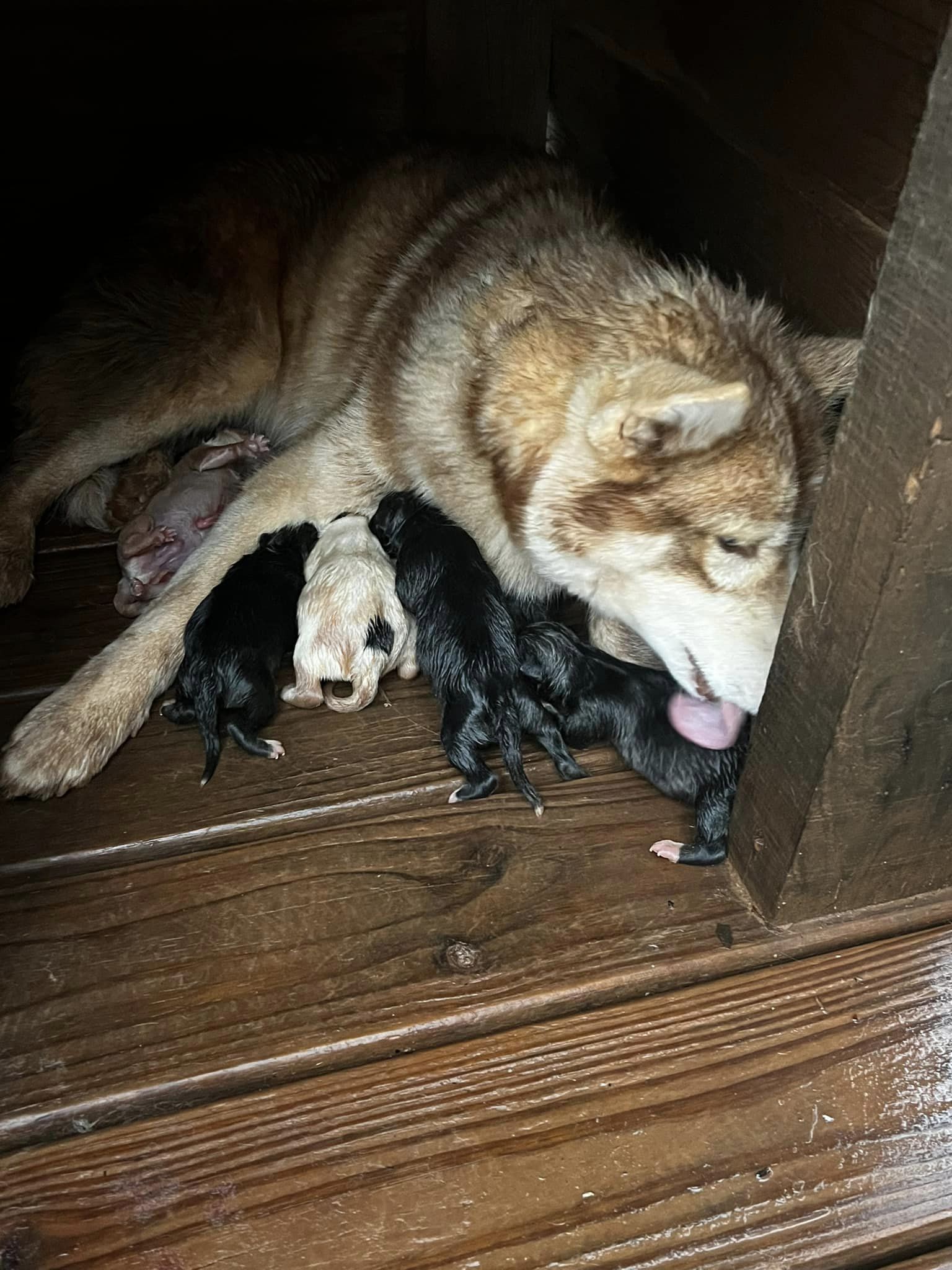 Años de abandono y lluvia dan paso a un futuro soleado para un husky siberiano y sus seis cachorros – American Humane
