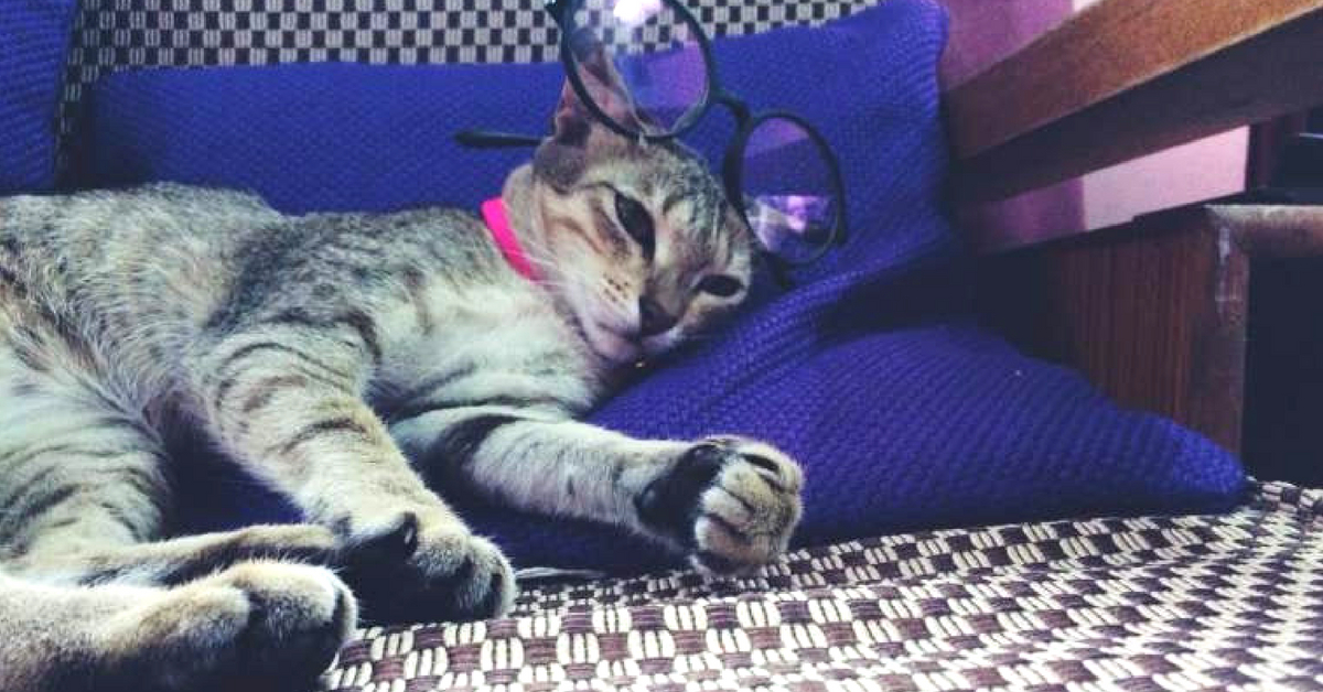 ¡Conoce a los peludos finalistas del gato vivo rescatado más lindo de la India!